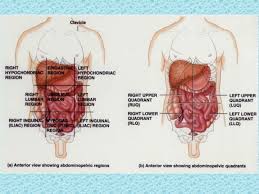 Position direction regions structures slide 3 anatomical position. Human Anatomy Anatomical Terms Definitions Anatomy Deals With