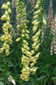 Green Foxglove Digitalis Viridiflora Very Similar To Digitalis Lutea Cc By 3 0 Ghislain118 Foxglove Flowers Perennials Plants