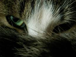 Resultado de imagen de GATOS