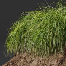 Image result for Carex cognata