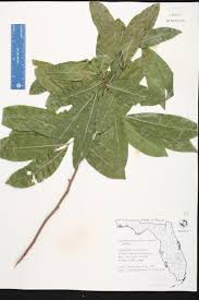 Image result for Stadmannia