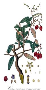 Image result for Santalaceae