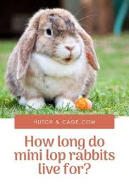 Rabbits only live a year or two, so no long commitment is necessary. How Long Do Mini Lop Rabbits Live For And Can You Do Anything To Prolong Their Lifespan Read Our Pet Rabbit Blog And Find Mini Lop Pet Rabbit Pet Rabbit Care