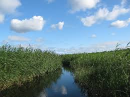 Image result for Phragmites australis