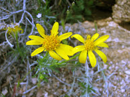 Image result for Seidelia