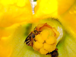 The problem could be a lack of pollination. Squash Bee Wikipedia