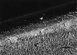 A cartridge case _ be individualized to a single weapon. Forensic Ballistics Springerlink