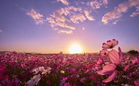 These are the search results for flowers. Flower Field Wallpapers Wallpaper Cave