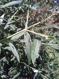 We did not find results for: My Plants Have A Disease Or Bug Help 208604 Ask Extension