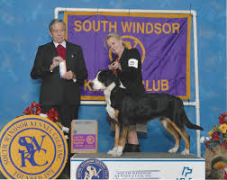 Greater swiss mountain dog puppies for sale uk. Swisshaven Great Swiss Mountain Dogs Home Facebook