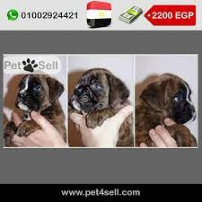 egypt cairo boxer puppy 48 days pet4sell boxer puppy puppies cairo egypt