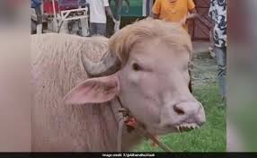 Rare Buffalo Steals Spotlight In Bangladesh For Looking "Exactly Like Donald Trump"