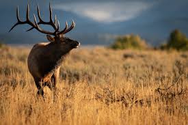 Wyoming has 112 wildlife management units (hunt areas) and 84 hunts in 77 of those units have general season (otc) elk tags available to residents. Elk Management Grand Teton National Park U S National Park Service