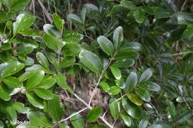 Image result for Pleurostylia