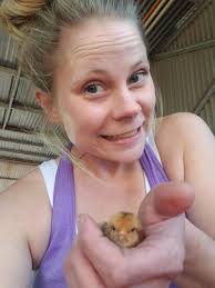 Missing hens in Copley, OH area