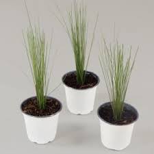 Ideal for a stately home. Pin On Keeping Plants Alive