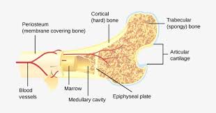 From wikimedia commons, the free media repository. Are Denosumab Injections An Effective Treatment For Cross Section Of A Bone Transparent Png 940x412 Free Download On Nicepng