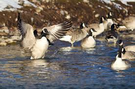 Nixalite pest bird and wildlife control products really work for commercial & home use. Pest Control Services In Bradford Toronto Greenleaf Pest Control