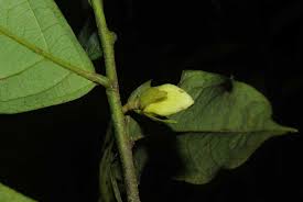 Image result for Annickia ambigua