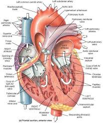 Pin By Stefano Mangini On Exam And Study Tips Human Anatomy And Physiology Anatomy And Physiology Human Body Anatomy