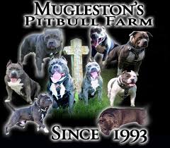 All of our xxl pitbull breedings are specifically planned to ensure we produce the most exceptional puppies every litter. Muglestons Pitbull Farm Pitbulls For Sale Pit Bulls For Sale Pitbull Kennels Pitbull Dogs Pit Bull Dogs