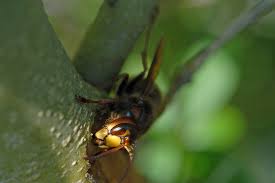 Sie jagen und fressen mücken, motten und allerlei andere insekten, die euch sonst nerven würden;). Mythos Hornisse Nicht Aggressiv Und Nicht Gefahrlich Lbv Gemeinsam Bayerns Natur Schutzen