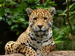 Cambio climático, destrucción de su hábitat, caza furtiva. Por Que El Jaguar Esta En Peligro De Extincion Con Video