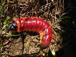 Image result for Cossus cossus