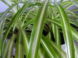 Image result for Chlorophytum comosum