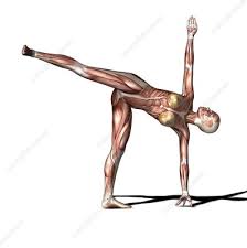 Downward dog is a restorative pose for experienced practitioners, but can be hard work for beginners. Half Moon Pose Keyword Search Science Photo Library