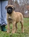 Bullmastiff Puppies for Sale from Reputable Dog Breeders