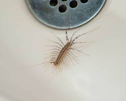 Welcome to the tiny house pictures page. What Are Common Bugs Found In The Bathroom Terminix
