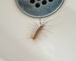 We did not find results for: What Are Common Bugs Found In The Bathroom Terminix