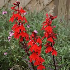 Image result for Lobelia fervens