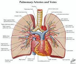 The heart is located in the center of the chest with its apex toward the left. Pin On Nursing School