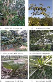 Image result for Eminia antennulifera