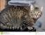 American Shorthair European Shorthair Cat