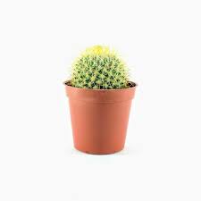 Maybe you would like to learn more about one of these? Cactus Small Cactus Mini Cactus For Sale