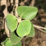 Image result for Androstachys