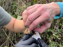 Monarch Tagging and Volunteer Stewardship Day at Exploration Garden