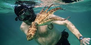 Im Nine Months Late, But My Octopus Teacher Is Ocean Garbage | by John  DeVore | Humungus | Medium