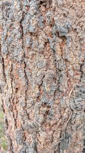 Image result for Eucalyptus cloeziana