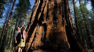 Booking.com has been visited by 1m+ users in the past month Calaveras Big Trees State Park Where The Giant Sequoias Were Discovered