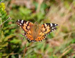 Preferred plant hosts for larvae are everlasting or cudweed herbs and their close relatives in the aster family (asteraceae). Adirondack Butterflies Painted Lady Vanessa Cardui