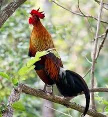 Ayam Hutan Merah Ayam Ternak Ayam Alam Bebas