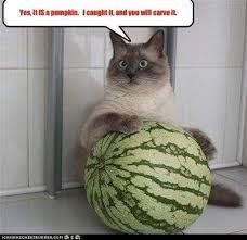 Thinking about giving your kitty some of the extras off your plate? 15 Things About Can Cats Eat Watermelon Why Cats Enjoy Watermelon