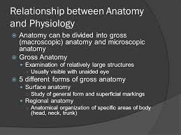 Introduction To Anatomy And Physiology Ppt Video Online Download