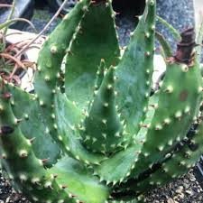 Image result for Aloe aculeata × ortholopha