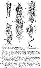 It makes its way from the animal's small intestine to its bile duct, where it regardless, you have to hand it to the lancet liver fluke that, during the course of its life, commonly forces three different animals to. Trematode Life Cycle Stages Wikipedia