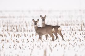 Vier stunden pro tag hin, im winter sind es sogar nur drei stunden am tag. Im Dauerschlaf Durch Den Winter Deutscher Jagdverband